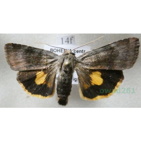 Noctua janthina Denis & Schiffermüller, 1775 Rolnica przepaska Czech14f